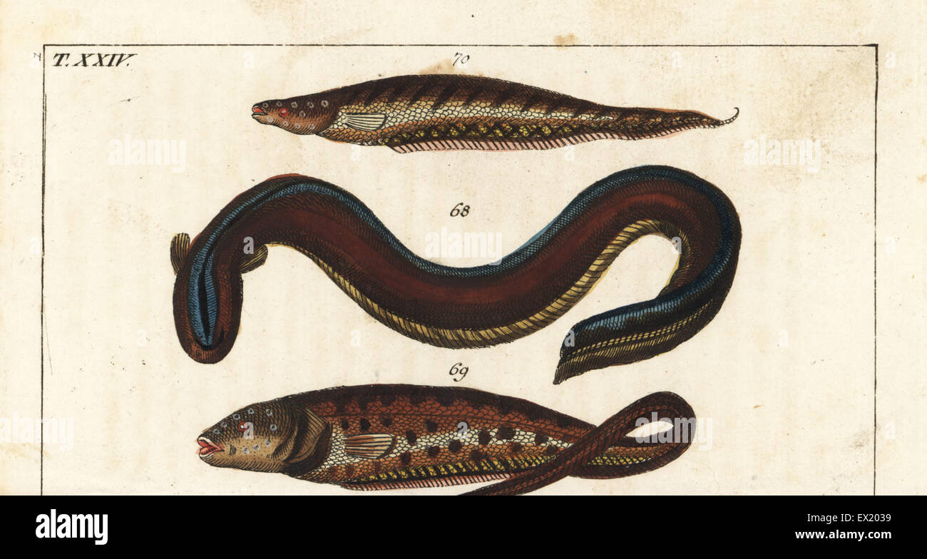 Electric eel, Electrophorus electricus 68, pearlfish, Carapus acus 69, and banded knifefish, Gymnotus carapo 70. Handcolored copperplate engraving from Gottlieb Tobias Wilhelm's Encyclopedia of Natural History: Fish, Augsburg, 1804. Wilhelm (1758-1811) was a Bavarian clergyman and naturalist known as the German Buffon. Stock Photo