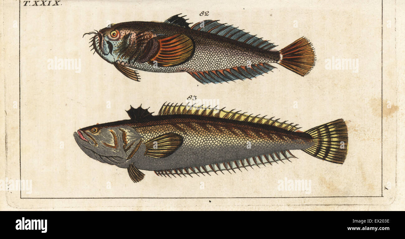 Star gazer, Uranoscopus scaber 82 and great weaver fish, Trachinus draco 83. Handcolored copperplate engraving from Gottlieb Tobias Wilhelm's Encyclopedia of Natural History: Fish, Augsburg, 1804. Wilhelm (1758-1811) was a Bavarian clergyman and naturalist known as the German Buffon. Stock Photo
