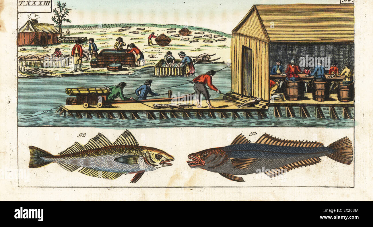 Whiting, Merlangius merlangus 92 and hake, Merluccius merluccius 93. Workers gutting and salting fish in a shed on a dam above a river in North America. Handcolored copperplate engraving from Gottlieb Tobias Wilhelm's Encyclopedia of Natural History: Fish, Augsburg, 1804. Wilhelm (1758-1811) was a Bavarian clergyman and naturalist known as the German Buffon. Stock Photo