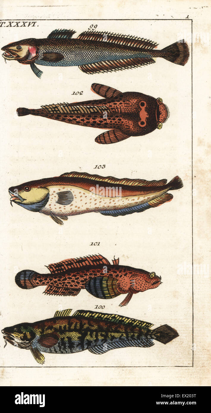 Ling, Molva molva 99, burbot, Lota lota 100, oyster toadfish, Opsanus tau 101,102, and tusk fish, Brosme brosme 103. Handcolored copperplate engraving from Gottlieb Tobias Wilhelm's Encyclopedia of Natural History: Fish, Augsburg, 1804. Wilhelm (1758-1811) was a Bavarian clergyman and naturalist known as the German Buffon. Stock Photo