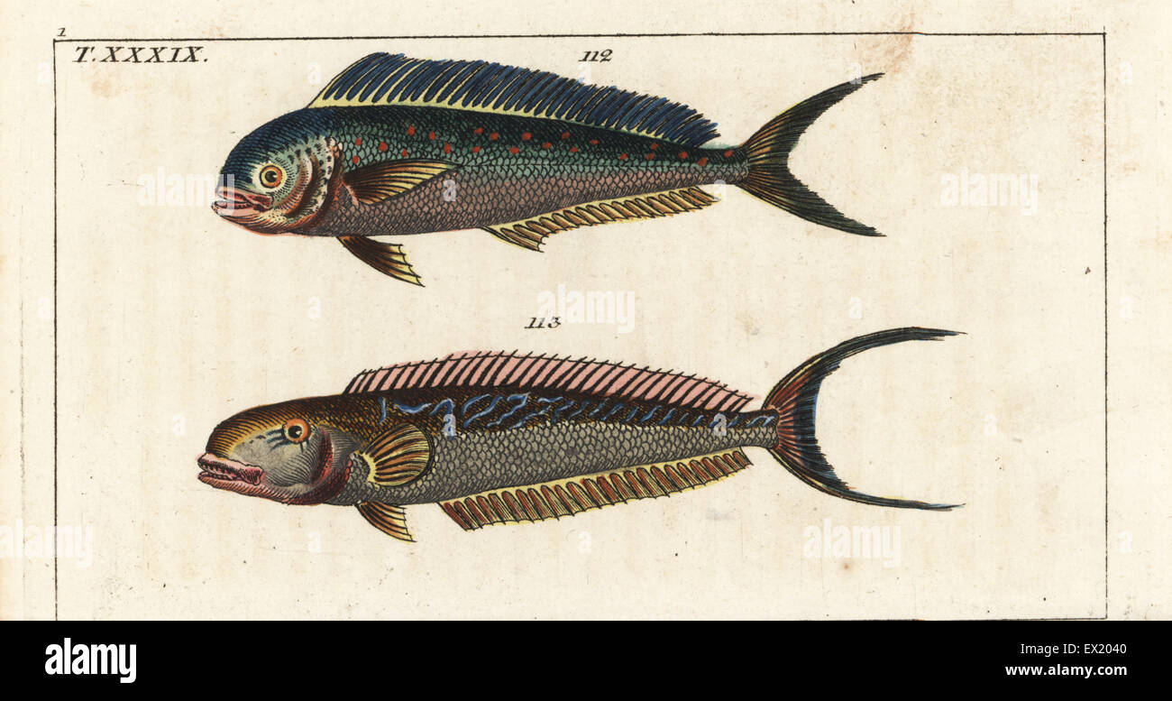Dolphin fish or mahi mahi, Coryphaena hippurus 112, and sand tilefish, Malacanthus plumieri 113. Handcolored copperplate engraving from Gottlieb Tobias Wilhelm's Encyclopedia of Natural History: Fish, Augsburg, 1804. Wilhelm (1758-1811) was a Bavarian clergyman and naturalist known as the German Buffon. Stock Photo