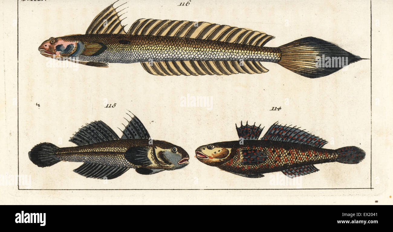 Black goby, Gobius niger 114, 115, and highfin goby, Gobionellus oceanicus 116. Handcolored copperplate engraving from Gottlieb Tobias Wilhelm's Encyclopedia of Natural History: Fish, Augsburg, 1804. Wilhelm (1758-1811) was a Bavarian clergyman and naturalist known as the German Buffon. Stock Photo