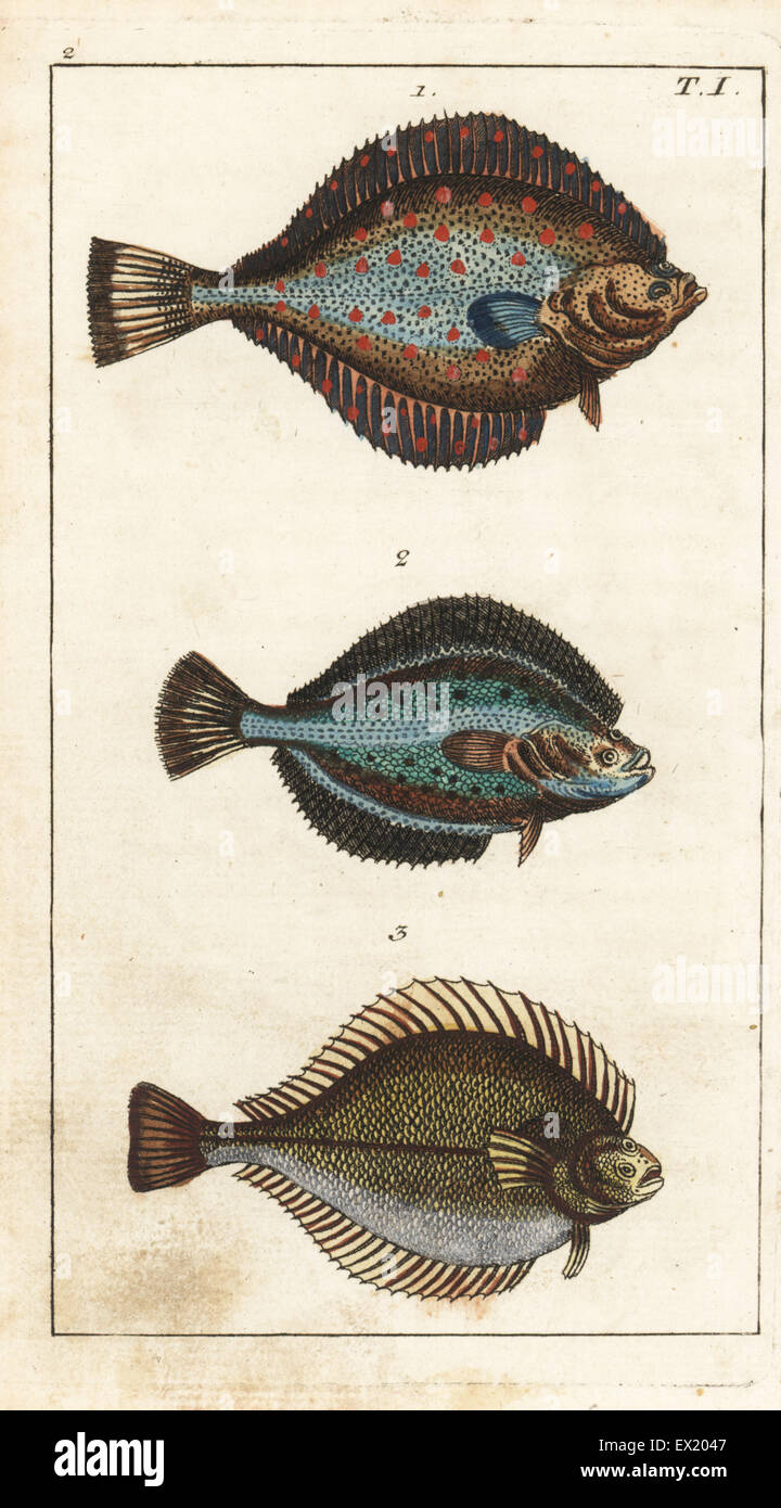 Plaice, Pleuronectes platessa 1, flounder, Platichthys flesus 2, and dab, Limanda limanda 3. Handcolored copperplate engraving from Gottlieb Tobias Wilhelm's Encyclopedia of Natural History: Fish, Augsburg, 1804. Wilhelm (1758-1811) was a Bavarian clergyman and naturalist known as the German Buffon. Stock Photo