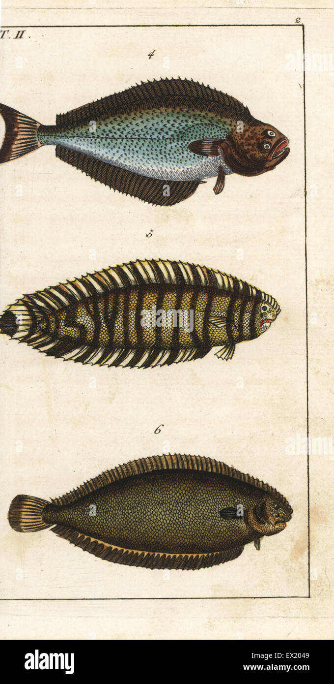 Halibut, Hippoglossus hippoglossus 4, lined sole, Achirus lineatus 5, and Dover sole, Solea solea 6. Handcolored copperplate engraving from Gottlieb Tobias Wilhelm's Encyclopedia of Natural History: Fish, Augsburg, 1804. Wilhelm (1758-1811) was a Bavarian clergyman and naturalist known as the German Buffon. Stock Photo