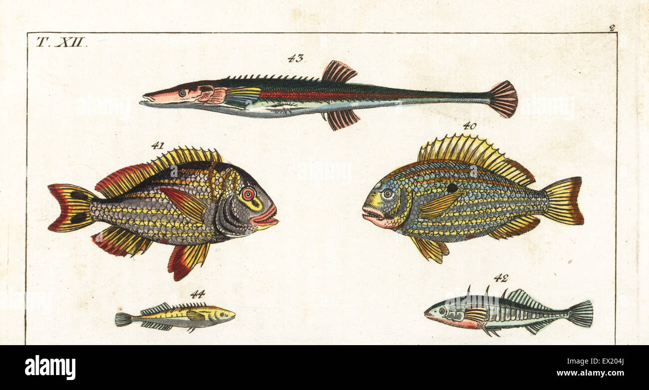 Western Atlantic seabream, Archosargus rhomboidalis 40, Porkfish, Anisotremus virginicus 41, three-spined stickleback, Gasterosteus aculeatus 42, fifteen-spined stickleback, Spinachia spinachia 43, and ten-spined stickleback, Pungitius pungitius 44. Handcolored copperplate engraving from Gottlieb Tobias Wilhelm's Encyclopedia of Natural History: Fish, Augsburg, 1804. Wilhelm (1758-1811) was a Bavarian clergyman and naturalist known as the German Buffon. Stock Photo