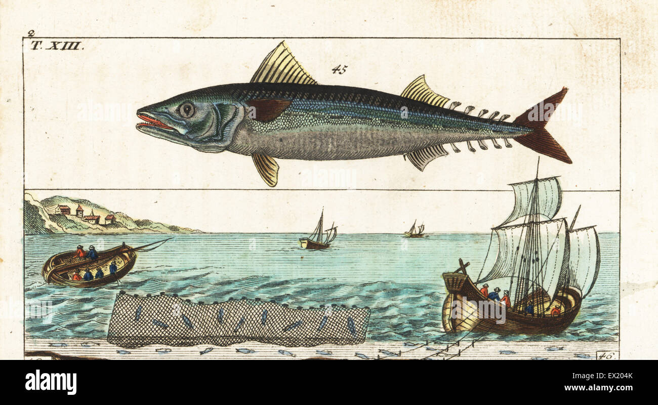 Atlantic mackerel, Scomber scombrus 45, and fishermen on a large boat fishing for mackerel with long lines and hooks, and in a small boat with a mackerel net, 18th century. Handcolored copperplate engraving after Jacob Nilson from Gottlieb Tobias Wilhelm's Encyclopedia of Natural History: Fish, Augsburg, 1804. Wilhelm (1758-1811) was a Bavarian clergyman and naturalist known as the German Buffon. Stock Photo