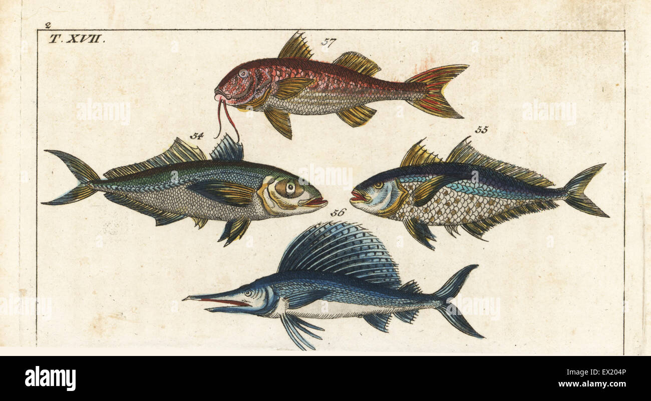 Istiophorus platypterus sailfish hi-res stock photography and images ...