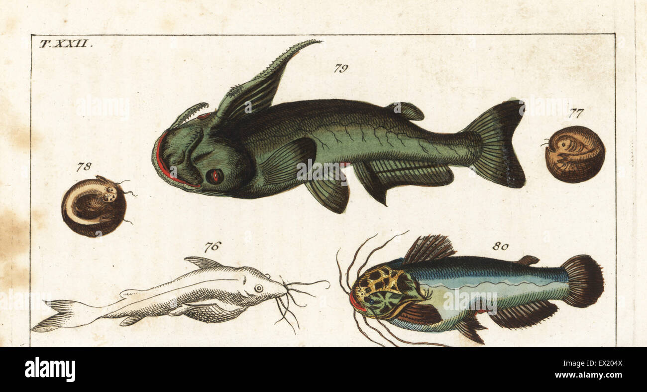 Soldier catfish, Osteogeneiosus militaris 79, and driftwood catfish, Trachelyopterus galeatus 80. Handcolored copperplate engraving after Jacob Nilson from Gottlieb Tobias Wilhelm's Encyclopedia of Natural History: Fish, Augsburg, 1804. Wilhelm (1758-1811) was a Bavarian clergyman and naturalist known as the German Buffon. Stock Photo
