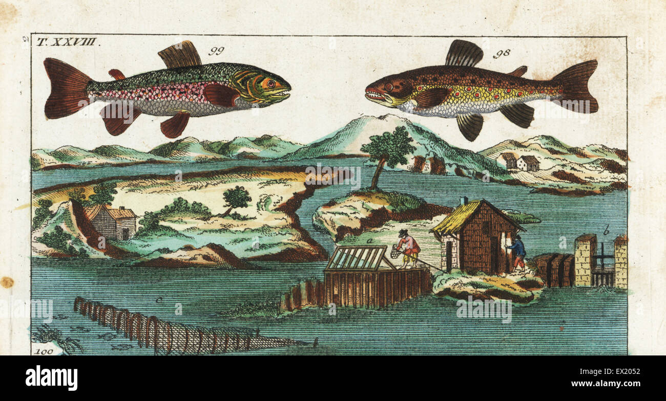 Sea trout, Salmo trutta trutta 98, charr, Salvelinus alpinus alpinus 99, and fishing methods using manmade rapids on a river to catch salmon in grills and nets. Handcolored copperplate engraving after Jacob Nilson from Gottlieb Tobias Wilhelm's Encyclopedia of Natural History: Fish, Augsburg, 1804. Wilhelm (1758-1811) was a Bavarian clergyman and naturalist known as the German Buffon. Stock Photo