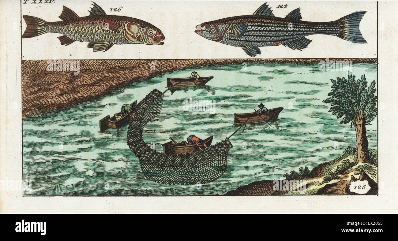 Grey mullet, Mugil cephalus 124,126, and fishermen using nets on a river to catch mullet. Handcolored copperplate engraving from Gottlieb Tobias Wilhelm's Encyclopedia of Natural History: Fish, Augsburg, 1804. Wilhelm (1758-1811) was a Bavarian clergyman and naturalist known as the German Buffon. Stock Photo
