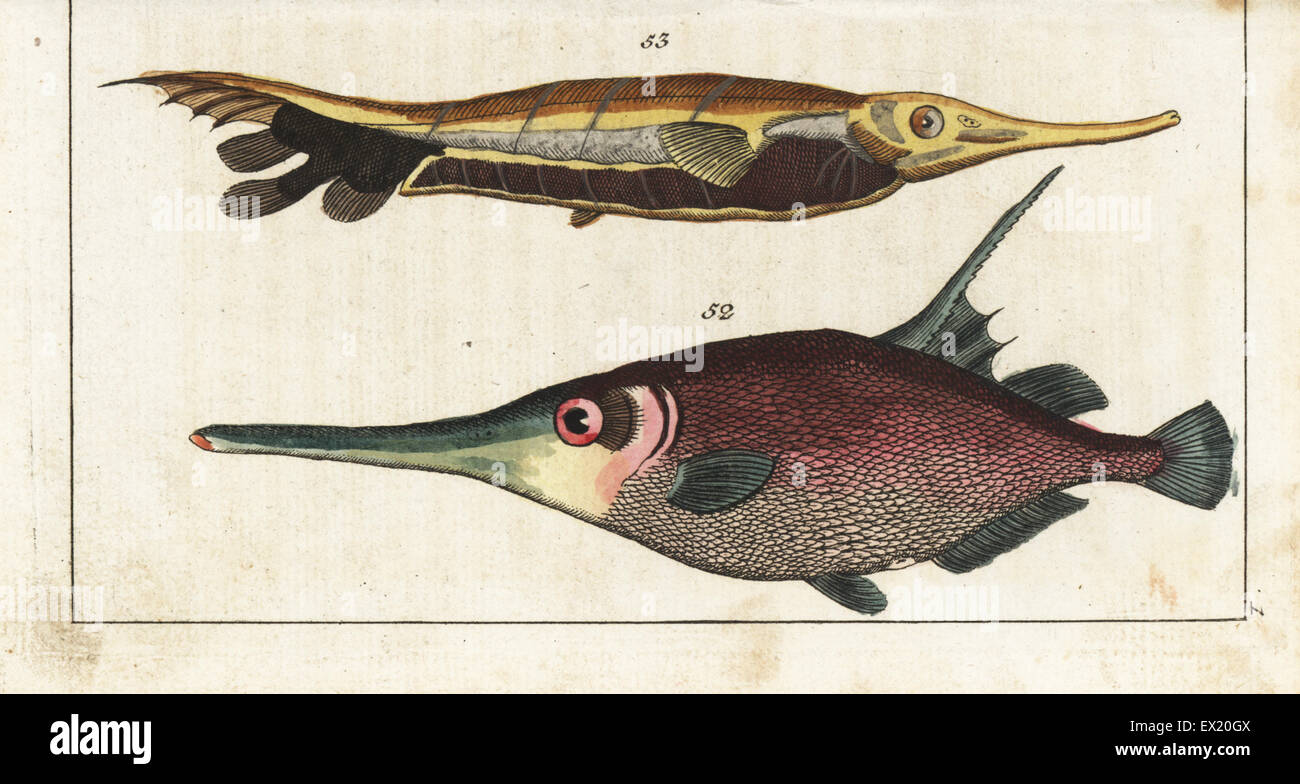 Snipefish, Macroramphosus scolopax 52 and grooved razorfish, Centriscus scutatus 53. Handcolored copperplate engraving from Gottlieb Tobias Wilhelm's Encyclopedia of Natural History: Fish, Augsburg, 1804. Wilhelm (1758-1811) was a Bavarian clergyman and naturalist known as the German Buffon. Stock Photo