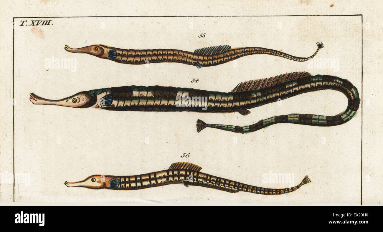 Greater pipefish, Syngnathus acus 54, and Sargassum pipefish, Syngnathus pelagicus 55,56. Handcolored copperplate engraving from Gottlieb Tobias Wilhelm's Encyclopedia of Natural History: Fish, Augsburg, 1804. Wilhelm (1758-1811) was a Bavarian clergyman and naturalist known as the German Buffon. Stock Photo