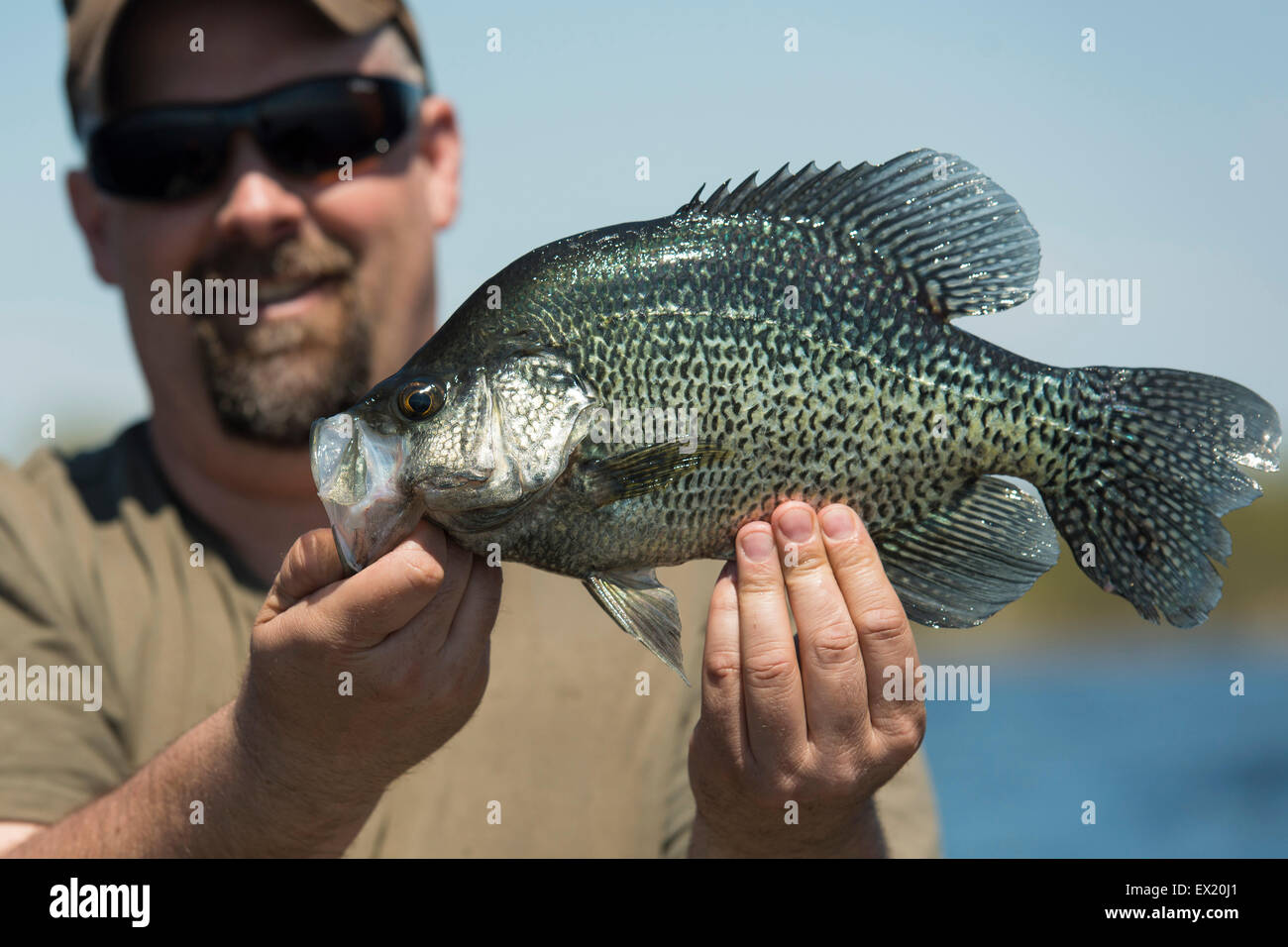 Large Black Crappie Stock Photo