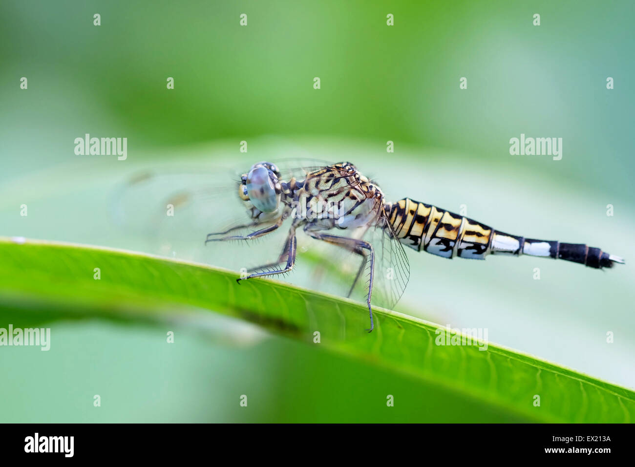 Portrait of a Blue Dragonfly Stock Photo - Alamy