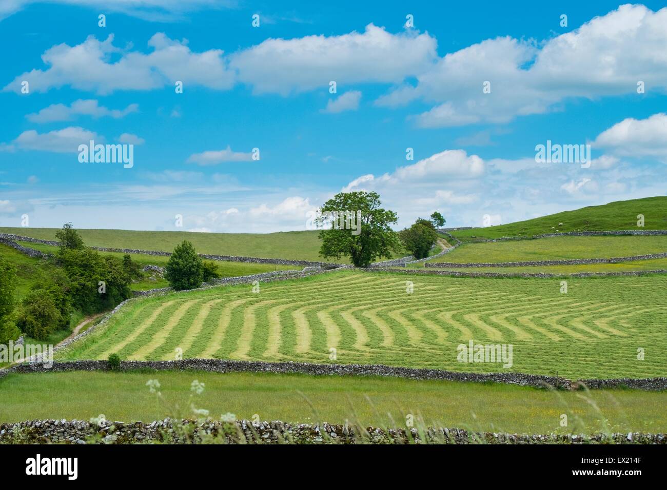 Freshly cut hay meadow. Stock Photo