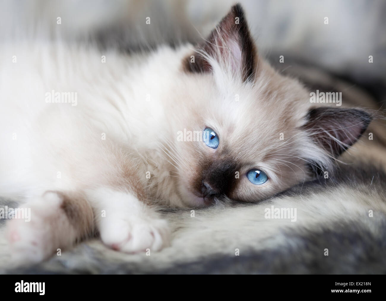 seal ragdoll kitten
