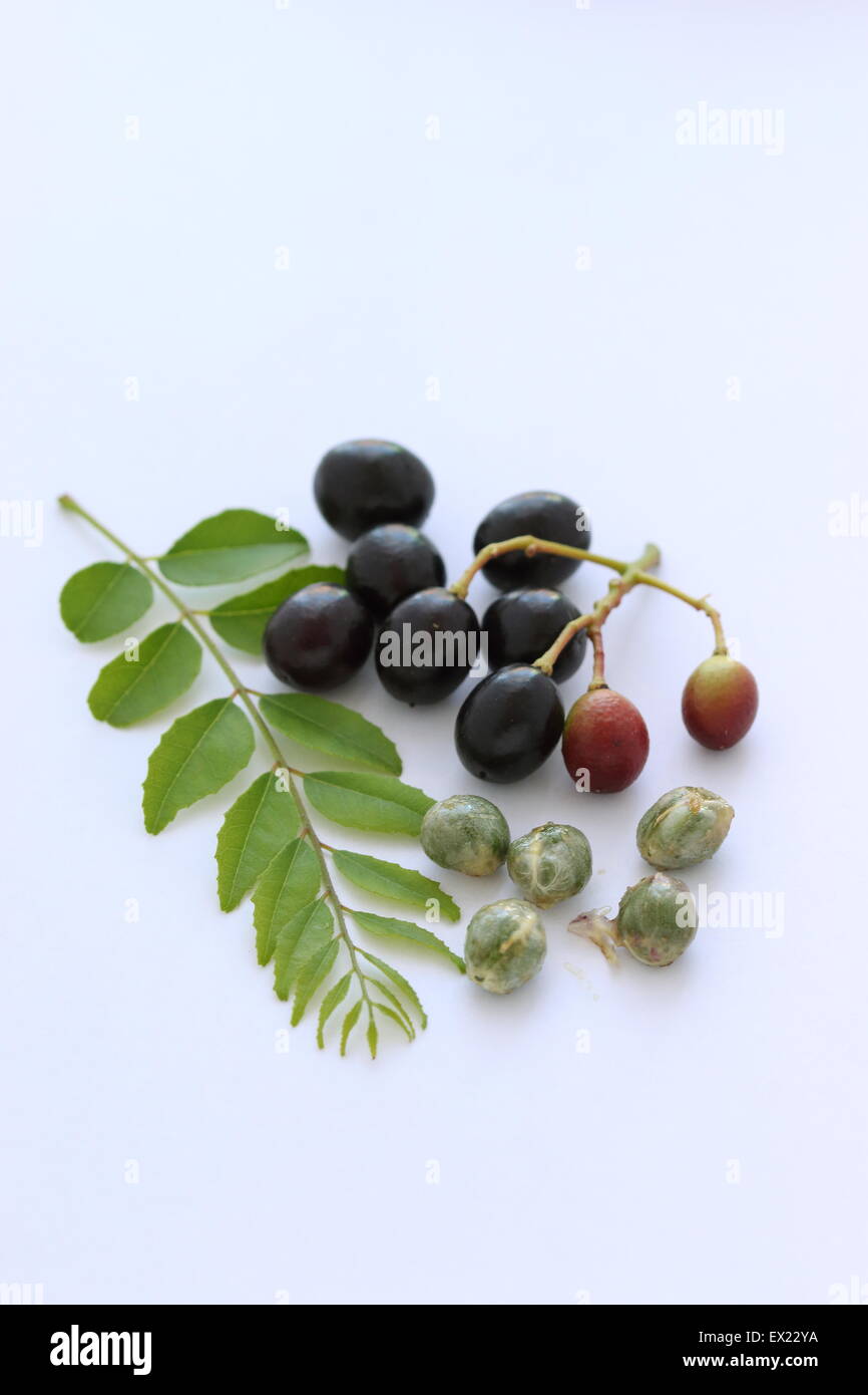 Curry Leaf Plant Seeds 80pcs Green