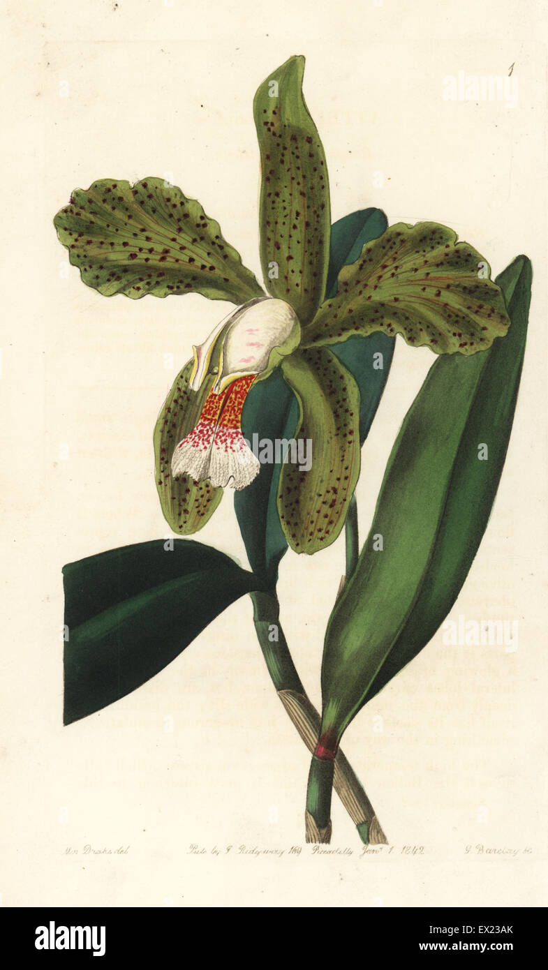 Rough-lipped cattleya, Cattleya granulosa. Handcoloured copperplate engraving by George Barclay after an illustration by Miss Sarah Drake from Edwards' Botanical Register, edited by John Lindley, London, Ridgeway, 1842. Stock Photo