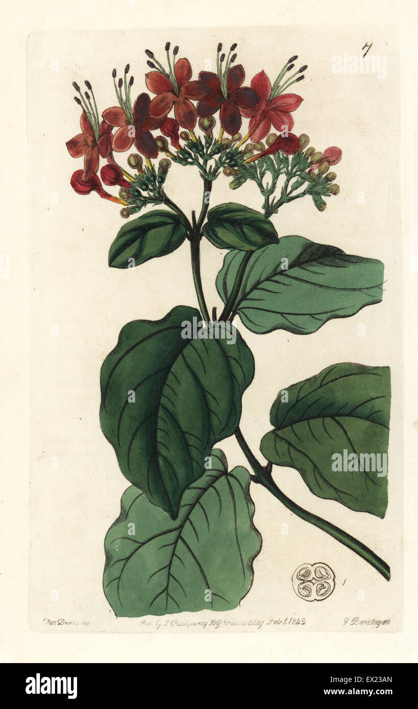 Scarlet glory-tree, Clerodendrum splendens. Handcoloured copperplate engraving by George Barclay after an illustration by Miss Sarah Drake from Edwards' Botanical Register, edited by John Lindley, London, Ridgeway, 1842. Stock Photo