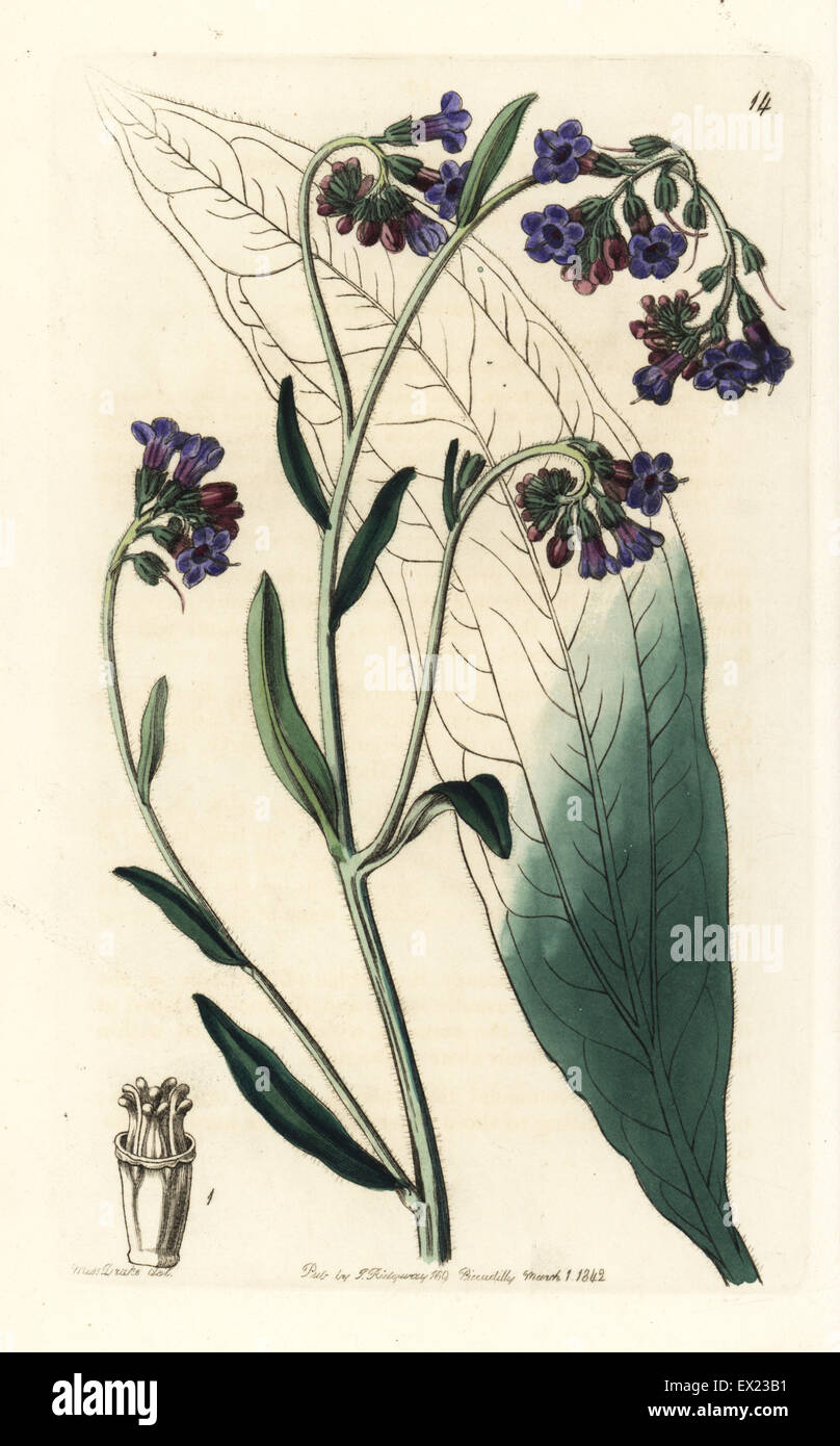 Bugloss-flowered houndstongue, Adelocaryum anchusoides (Cynoglossum anchusoides). Handcoloured copperplate engraving after an illustration by Miss Sarah Drake from Edwards' Botanical Register, edited by John Lindley, London, Ridgeway, 1842. Stock Photo