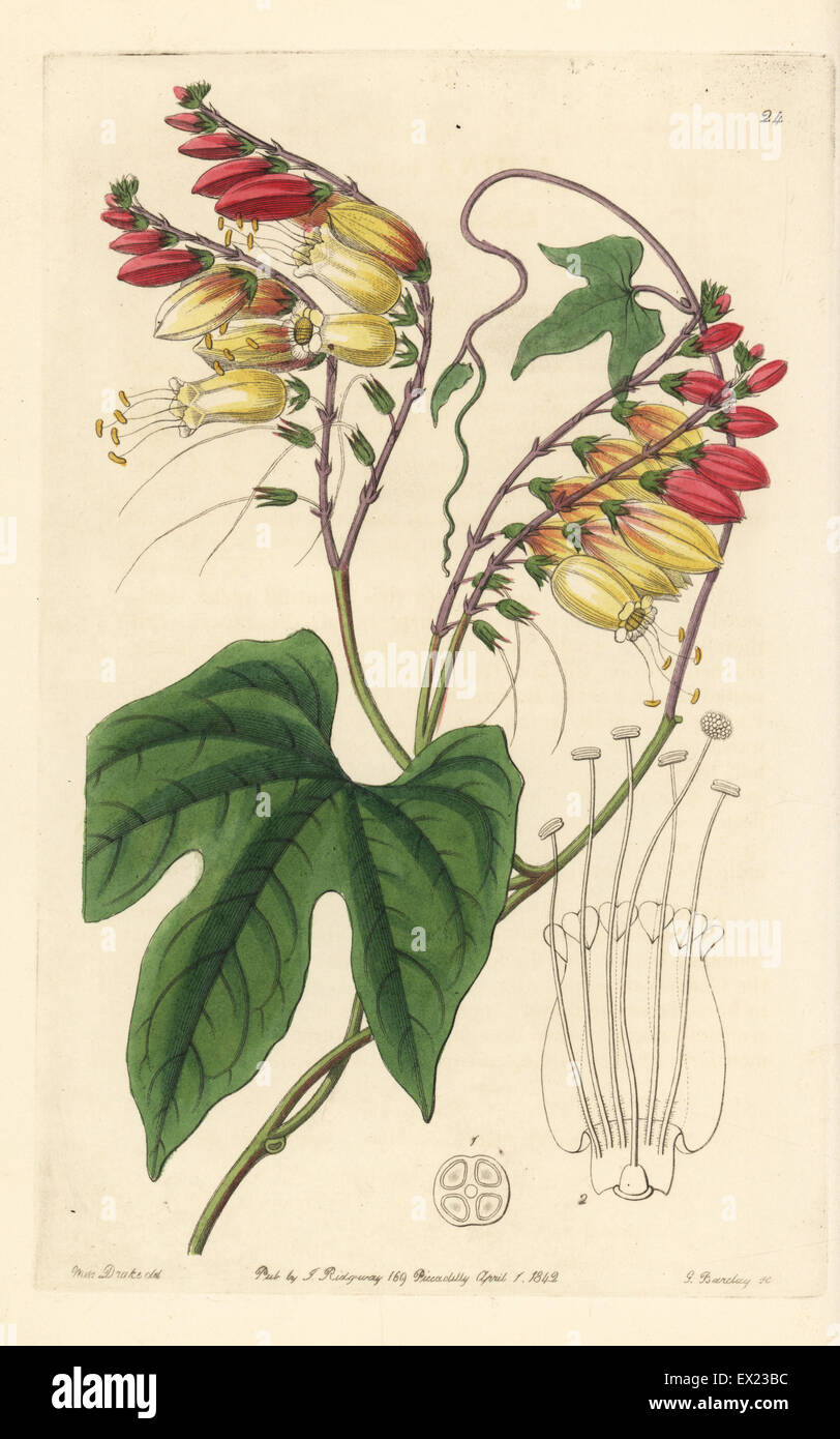 Spanish flag, Ipomoea lobata (Lobe-leaved mina, Mina lobata). Handcoloured copperplate engraving by George Barclay after an illustration by Miss Sarah Drake from Edwards' Botanical Register, edited by John Lindley, London, Ridgeway, 1842. Stock Photo