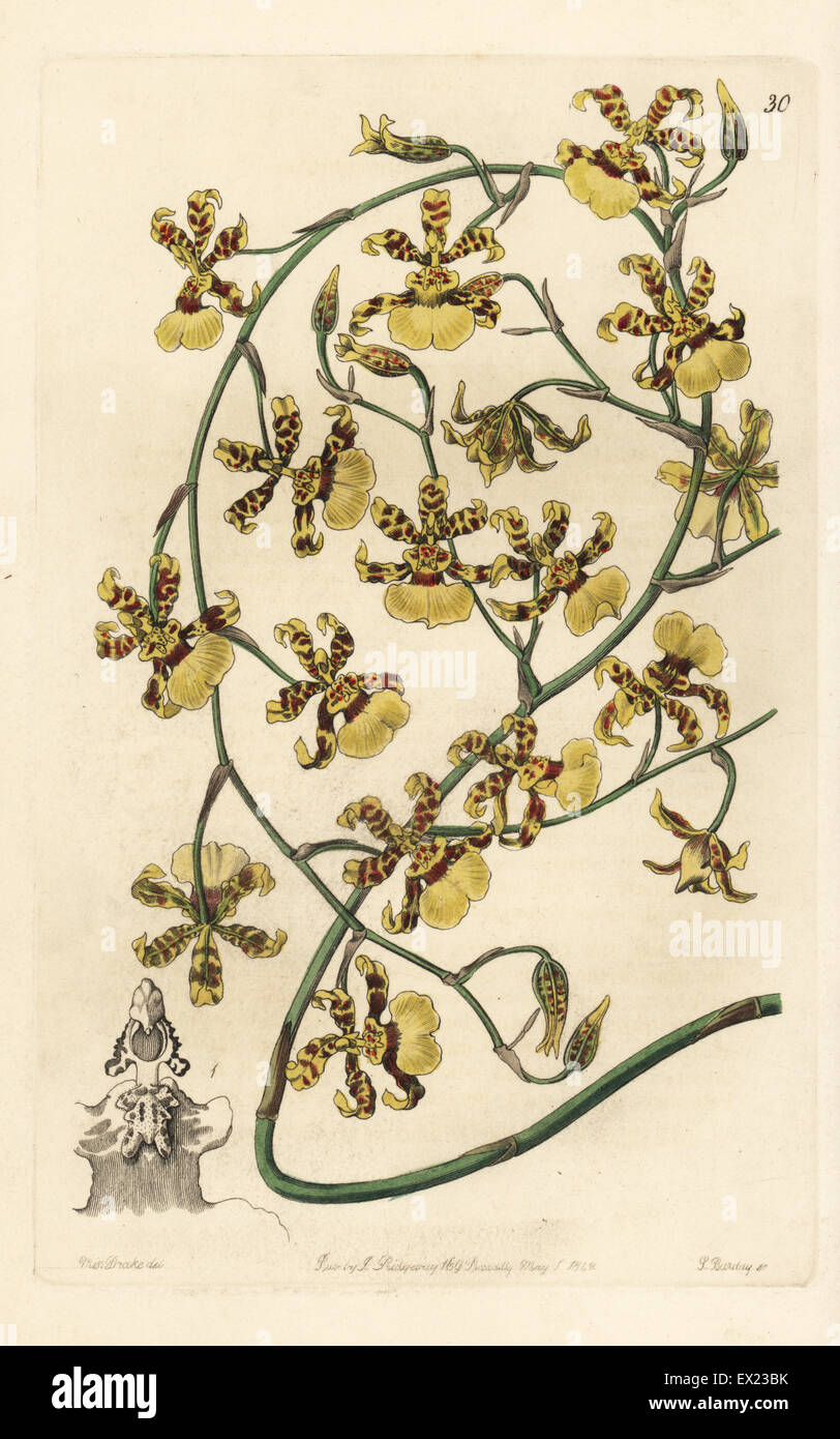Scorched oncidium orchid, Oncidium sphacelatum. Handcoloured copperplate engraving by George Barclay after an illustration by Miss Sarah Drake from Edwards' Botanical Register, edited by John Lindley, London, Ridgeway, 1842. Stock Photo