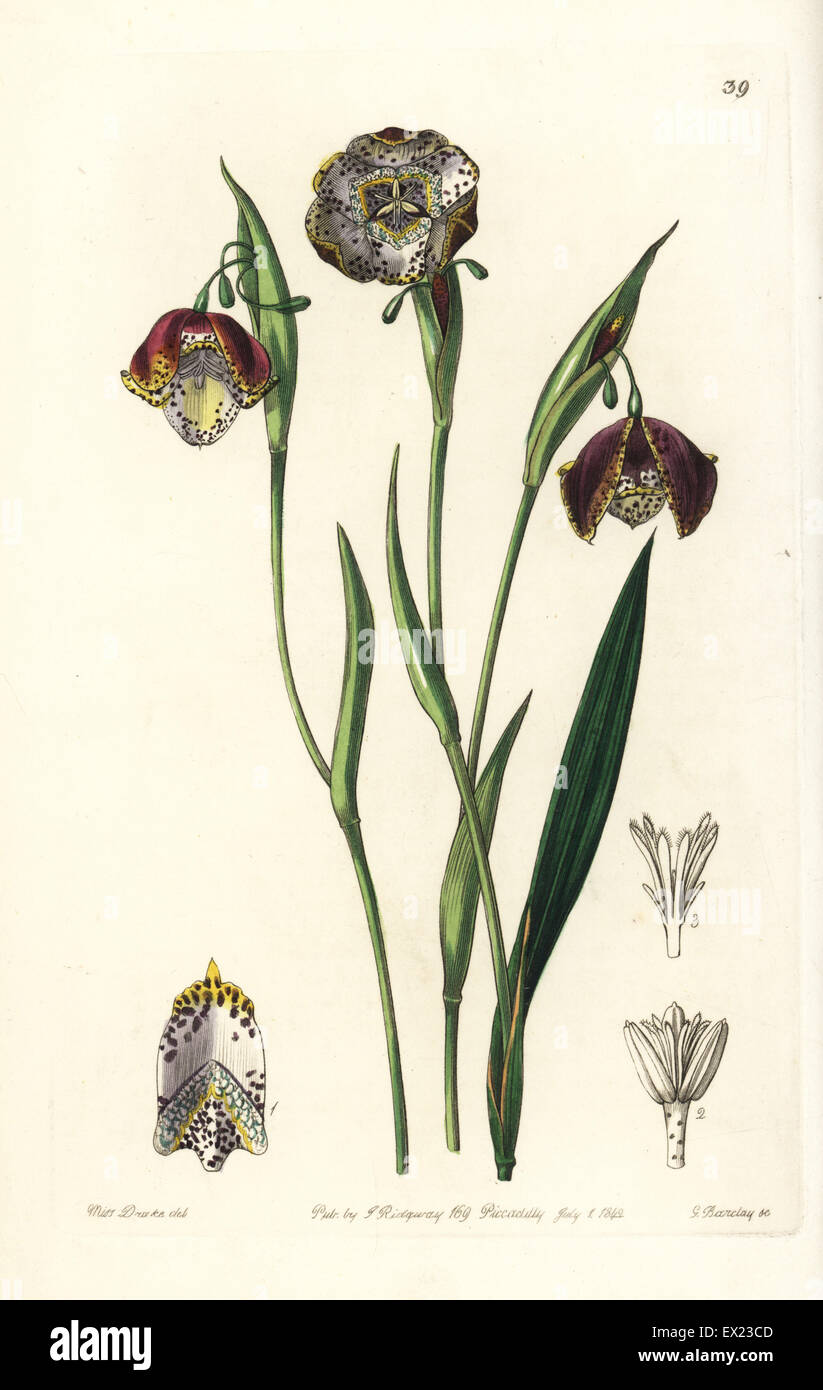 Tiger lily, Tigridia meleagris (Spotted waterband, Hydrotaenia meleagris). Handcoloured copperplate engraving by George Barclay after an illustration by Miss Sarah Drake from Edwards' Botanical Register, edited by John Lindley, London, Ridgeway, 1842. Stock Photo