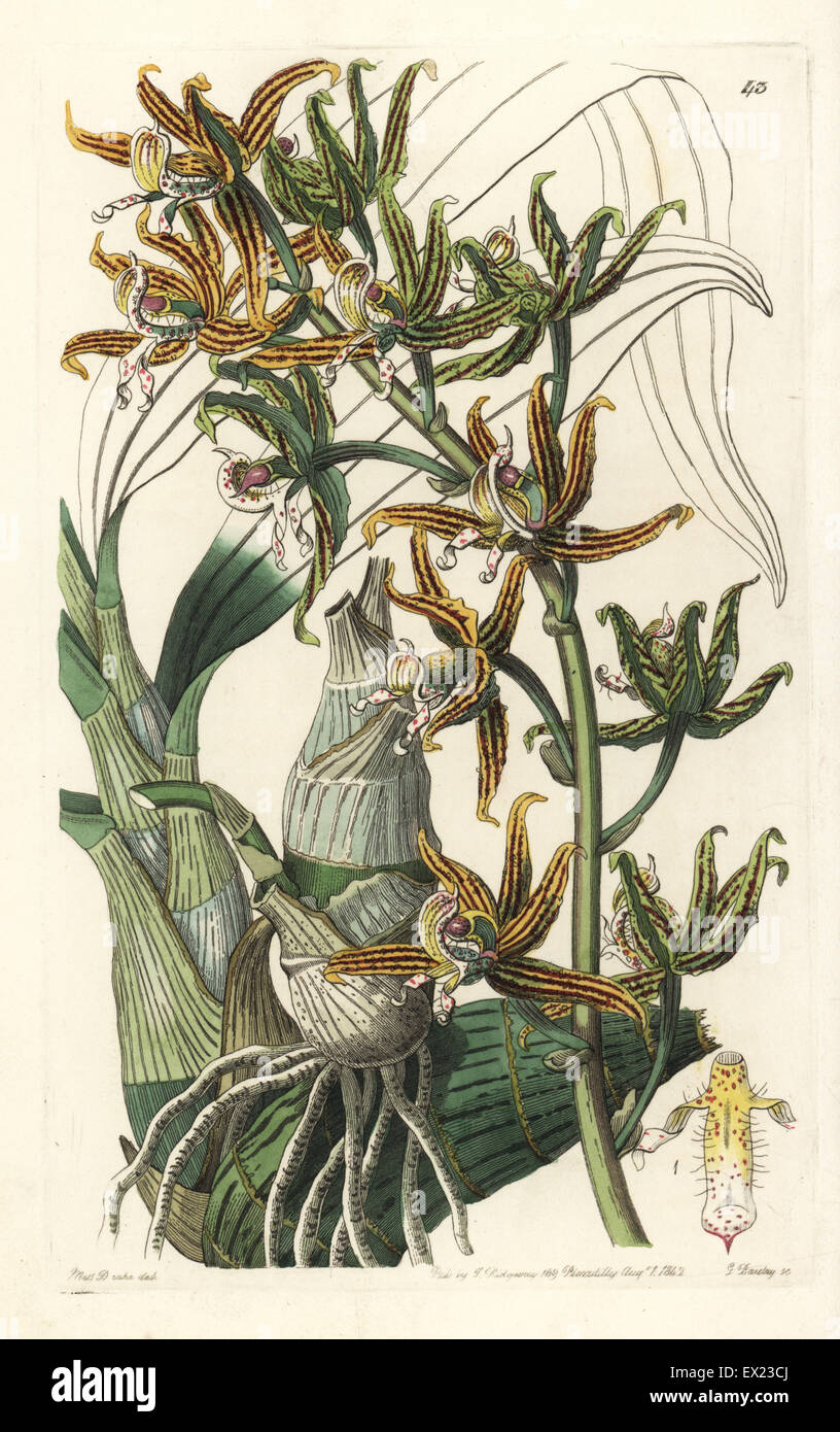 Streaked mormodes orchid, Mormodes lineata (Mormodes lineatum). Handcoloured copperplate engraving by George Barclay after an illustration by Miss Sarah Drake from Edwards' Botanical Register, edited by John Lindley, London, Ridgeway, 1842. Stock Photo