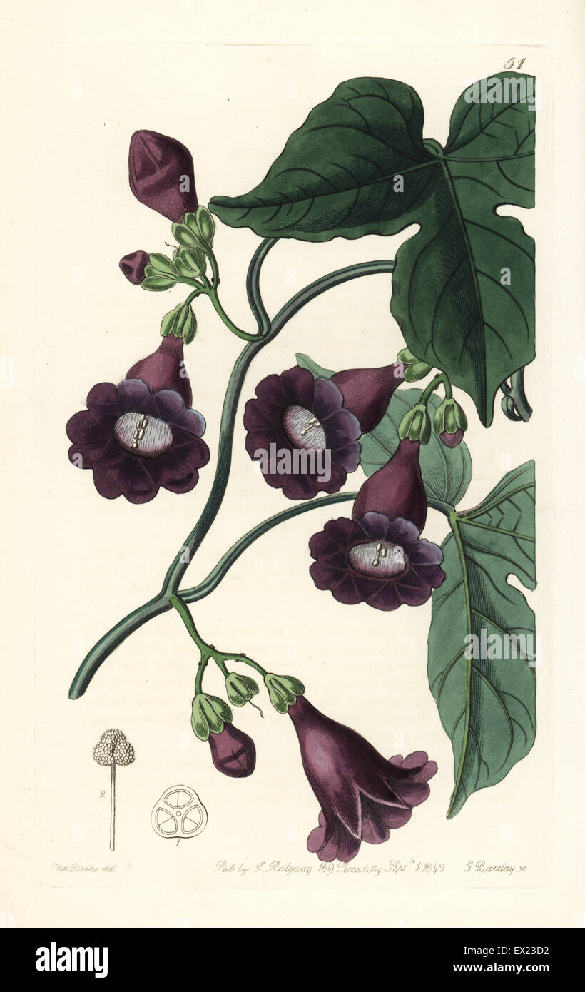 Royal purple gaybine, Pharbitis ostrina, from Cuba. Handcoloured copperplate engraving by George Barclay after an illustration by Miss Sarah Drake from Edwards' Botanical Register, edited by John Lindley, London, Ridgeway, 1842. Stock Photo