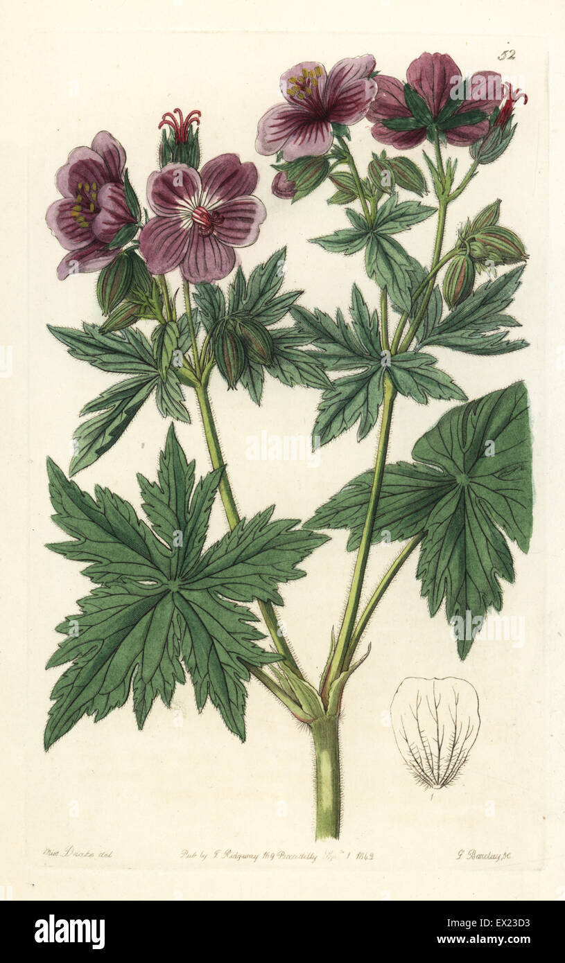 Woolly-flowered geranium, Geranium erianthum. Handcoloured copperplate engraving by George Barclay after an illustration by Miss Sarah Drake from Edwards' Botanical Register, edited by John Lindley, London, Ridgeway, 1842. Stock Photo