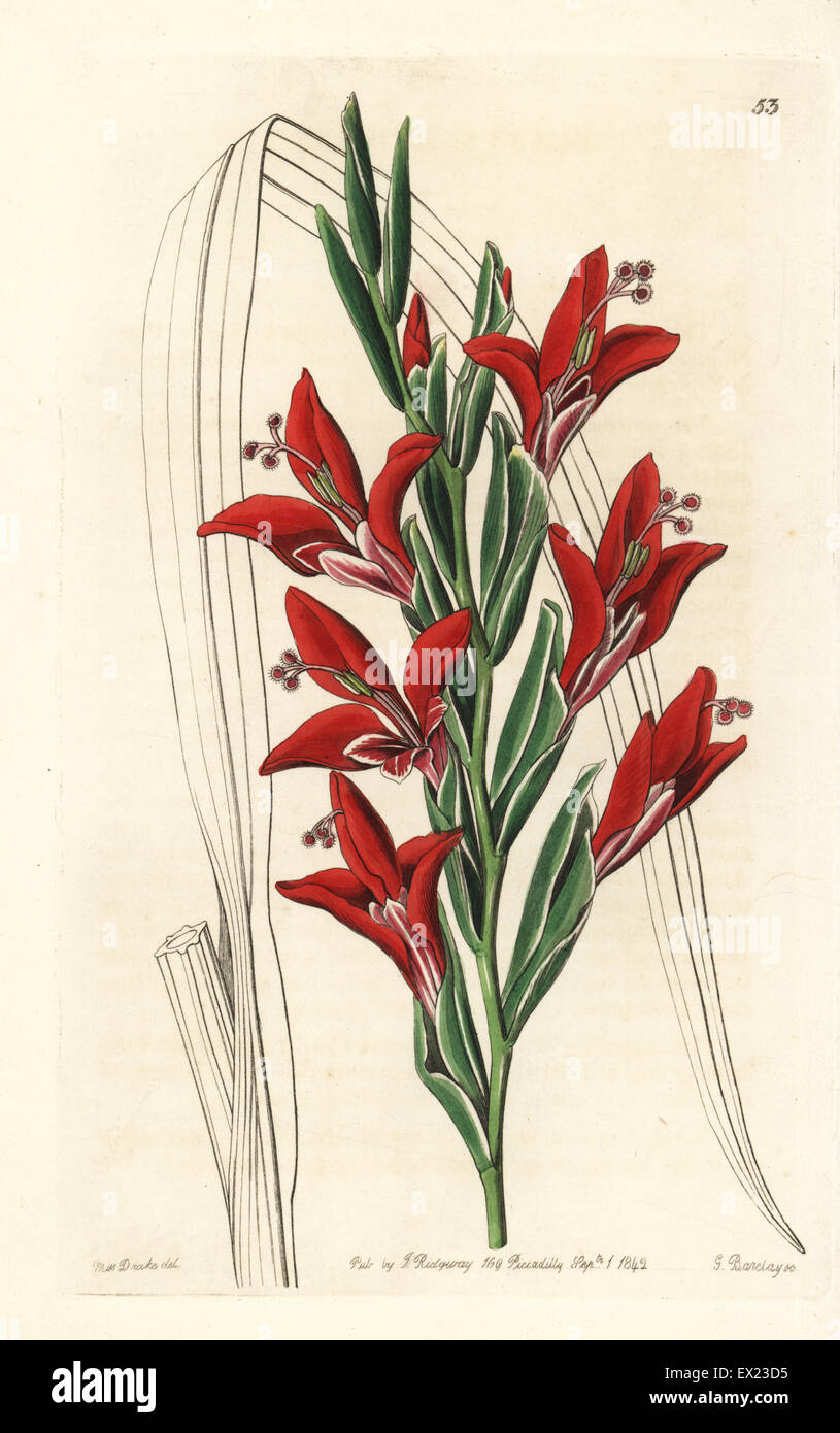 Mr. Plant's anisanth, hybrid of Anisanthus splendens and Gladiolus colvillii. Handcoloured copperplate engraving by George Barclay after an illustration by Miss Sarah Drake from Edwards' Botanical Register, edited by John Lindley, London, Ridgeway, 1842. Stock Photo