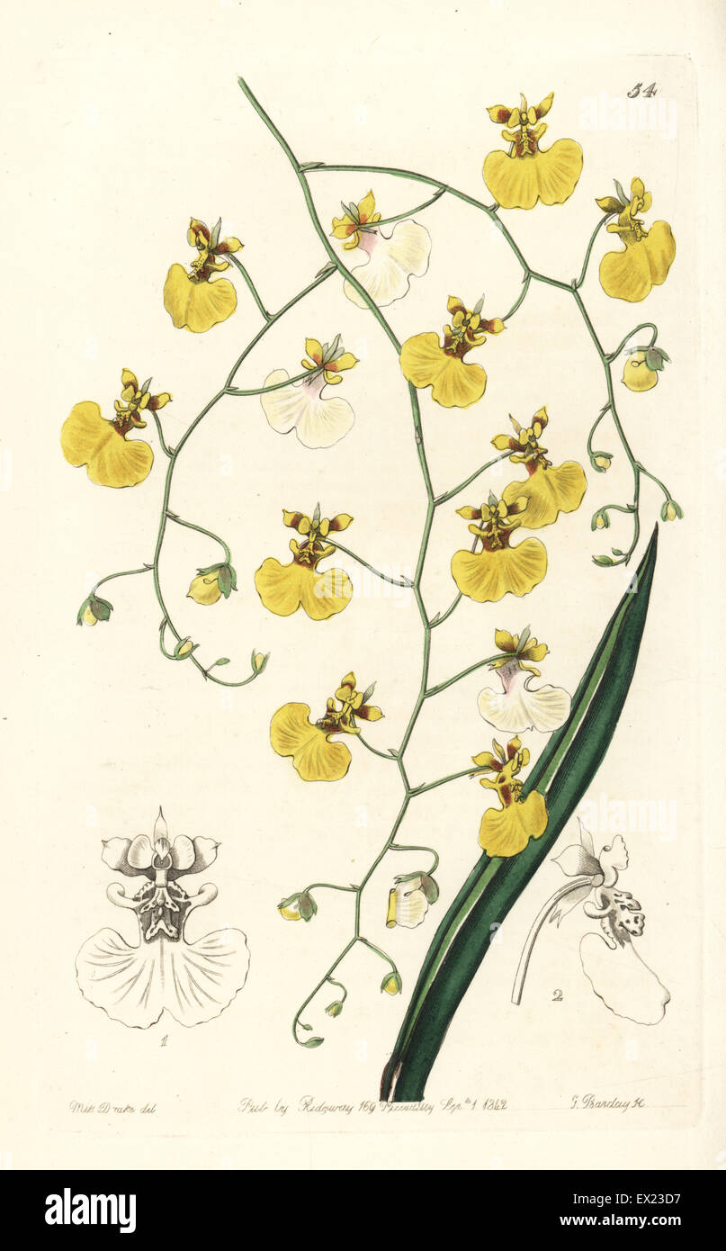 Tolumnia urophylla orchid (Tail-leaved oncidium, Oncidium urophyllum). Handcoloured copperplate engraving by George Barclay after an illustration by Miss Sarah Drake from Edwards' Botanical Register, edited by John Lindley, London, Ridgeway, 1842. Stock Photo