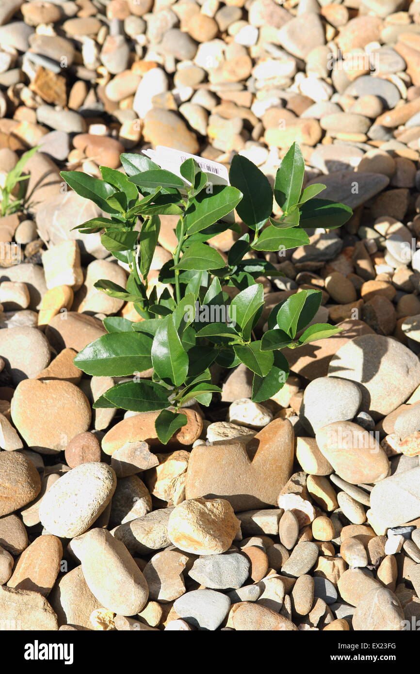 Growing Citrus latifolia or also known as Tahitian Lime on the ground covered pebbles Stock Photo