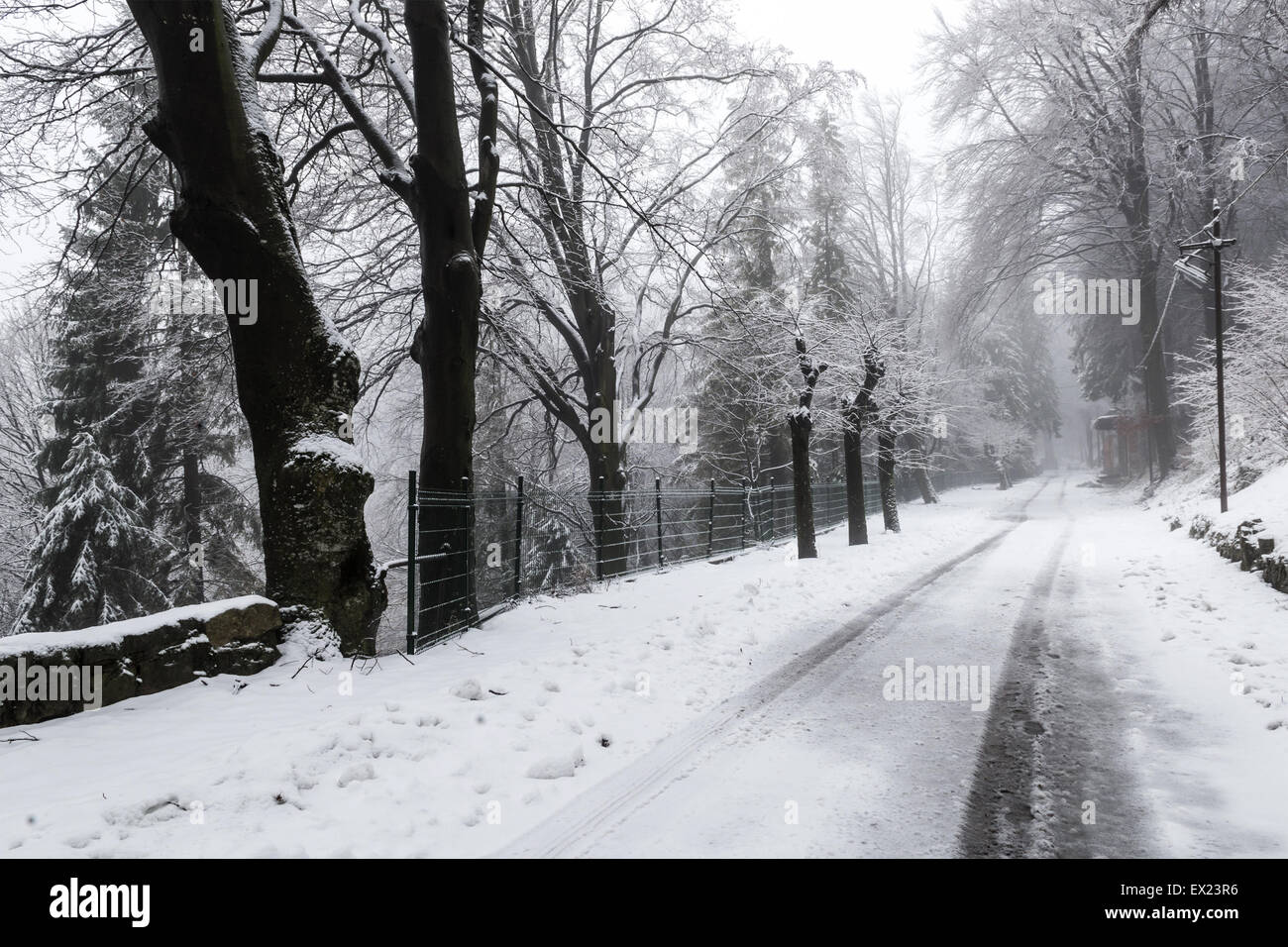 Snow in a winter afternoon, forest of Campo dei Fiori - Varese Stock Photo