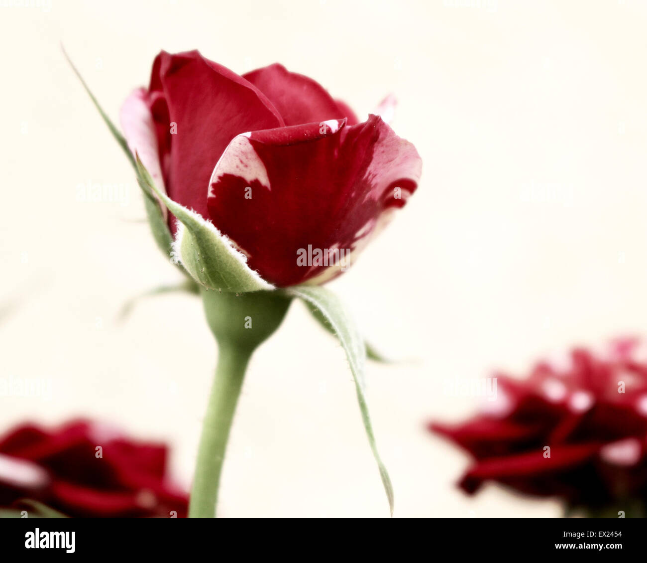 Red and White Roses Stock Photo Alamy