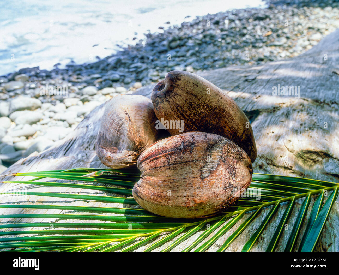 3 coconuts on a palm leaf on a stony beach in Costa Rica Stock Photo