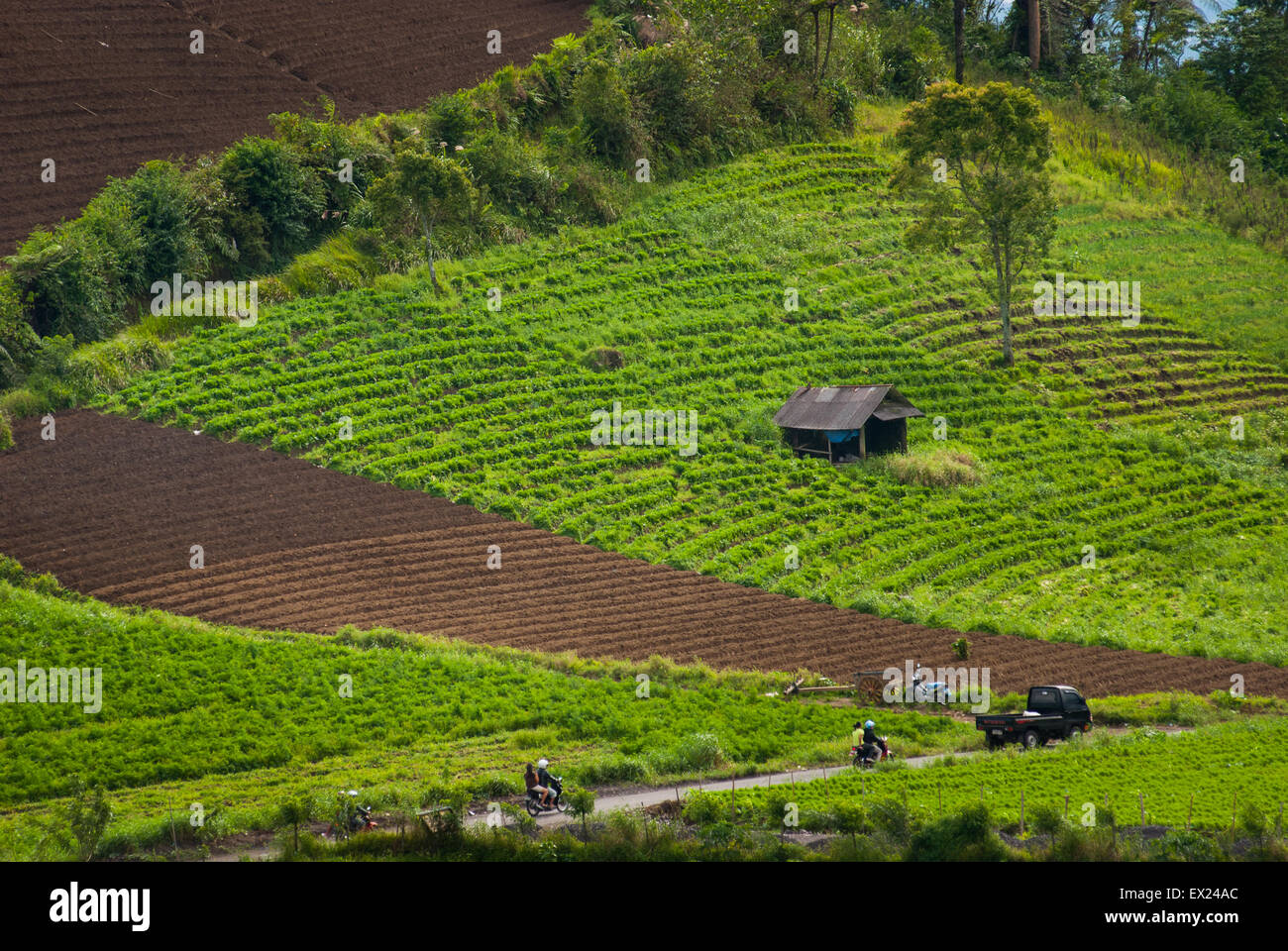 Vegetable fields on the slope of Mount Mahawu volcano in Tomohon, North Sulawesi, Indonesia. Stock Photo