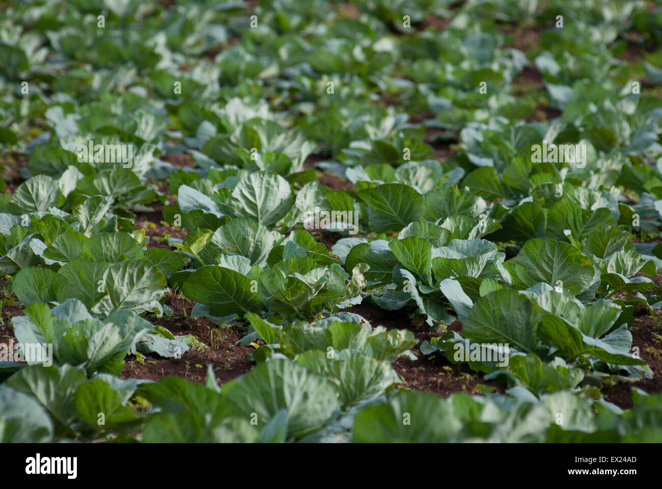 Cabbage farming in North Sulawesi, Indonesia. Stock Photo