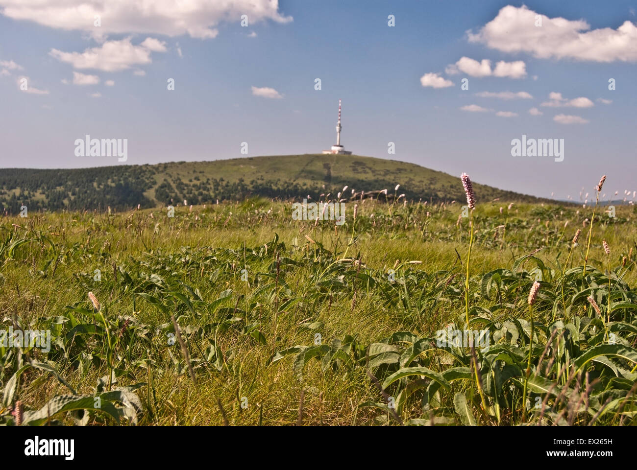 meadow on Vysoka hole hill and Praded hill with TV tower in Jeseniky mountains Stock Photo
