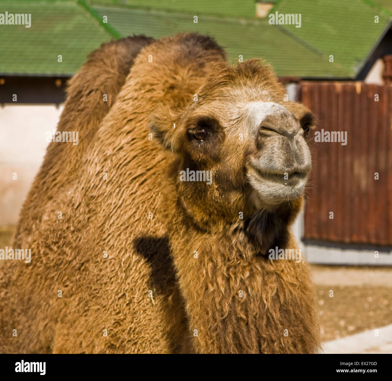 Bacterian camel hi-res stock photography and images - Alamy