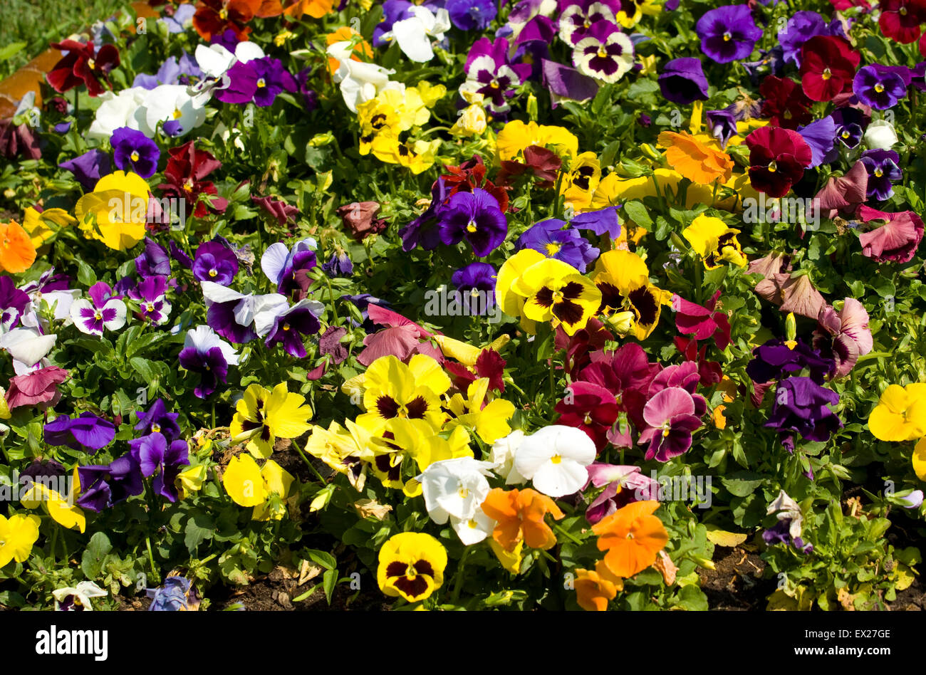 Flower bed with many pansies (viola tricolor) of different colours