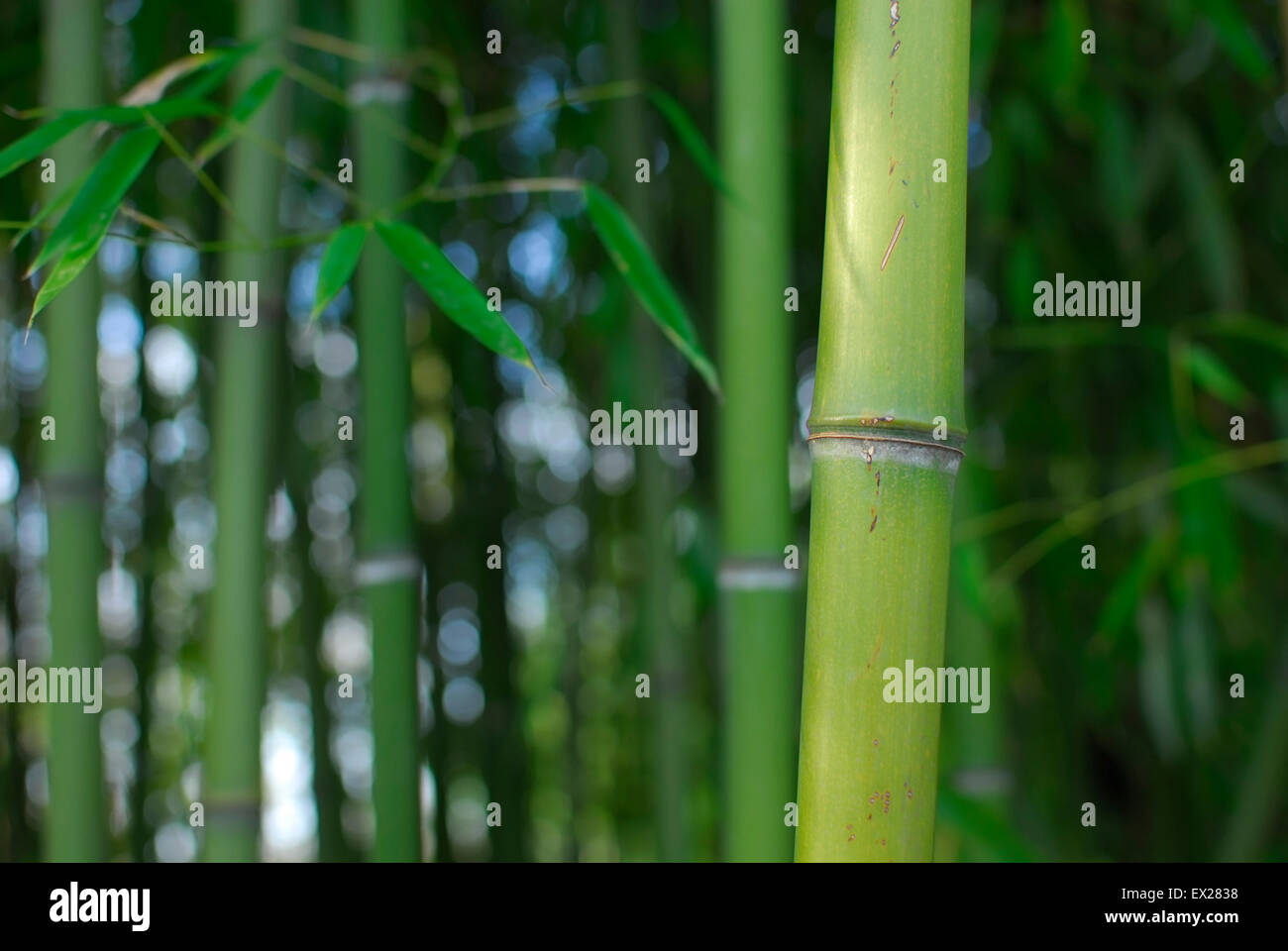 Bamboo Forest, Green Stems and Leaves. Stock Photo