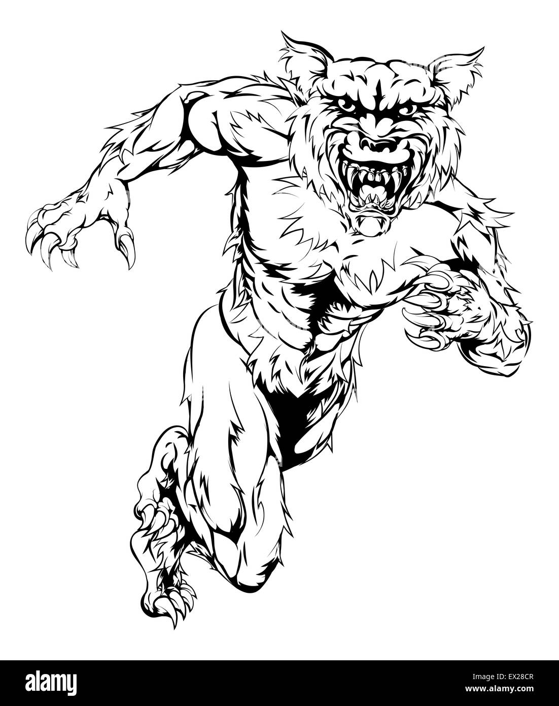 A werewolf wolf man character or sports mascot charging, sprinting or ...