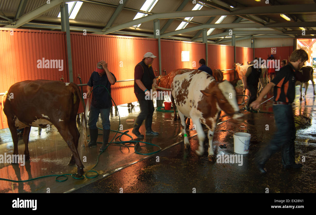 Preparing dairy cattle to the show at Royal Adelaide Show,  South Australia. Stock Photo