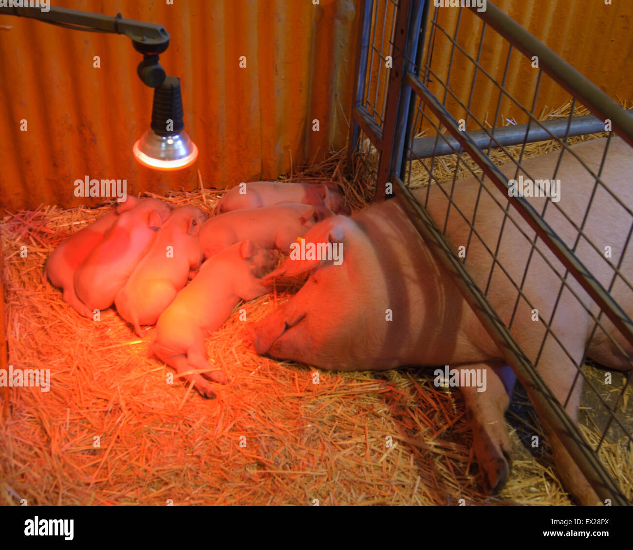Pigs at  Royal Adelaide Show,  South Australia. Stock Photo