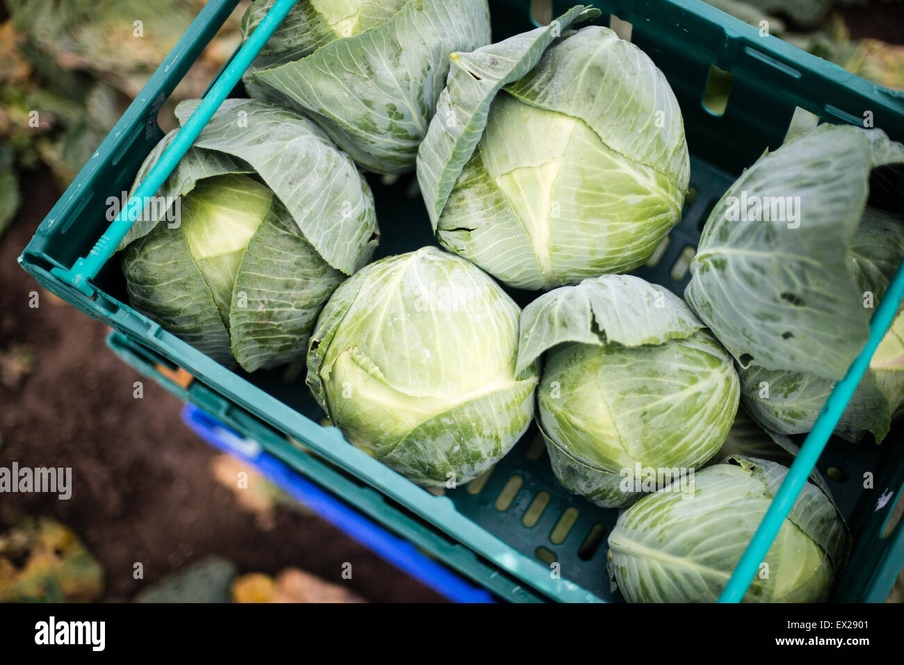 Freshly harvested cabbages in crates on the ground in a field