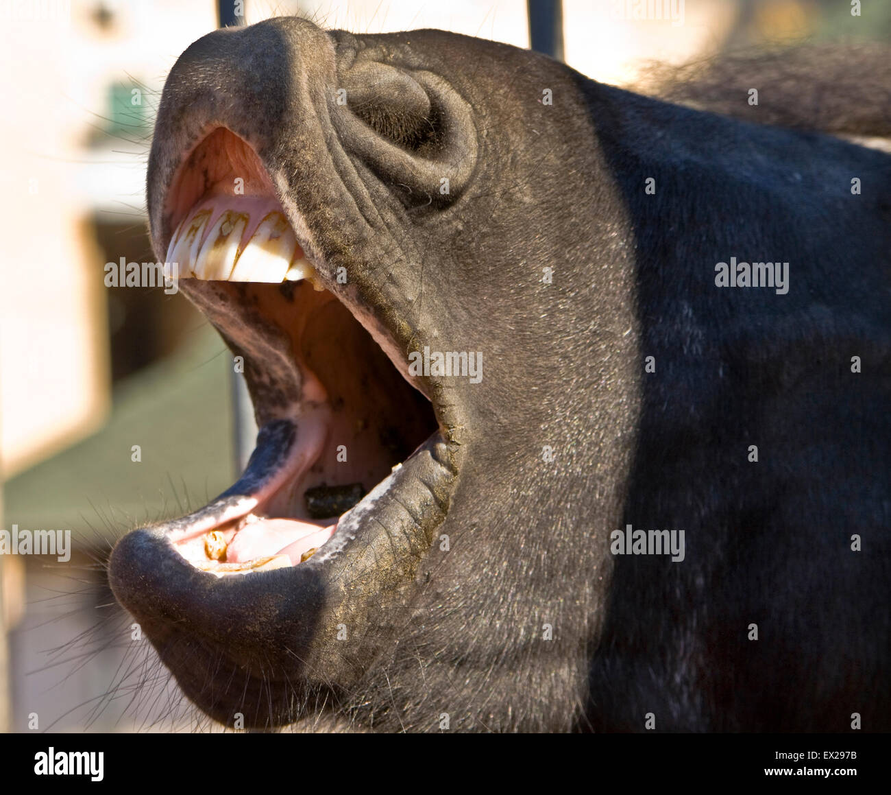 Head of black horse with opened mouth Stock Photo Alamy