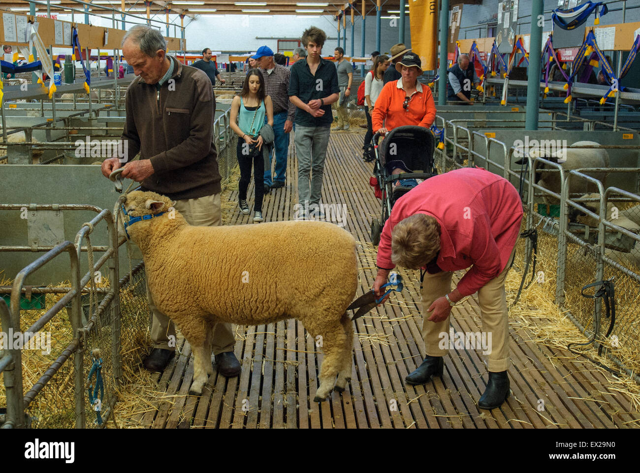 Sheep at Royal Adelaide Show, South Australia Stock Photo Alamy