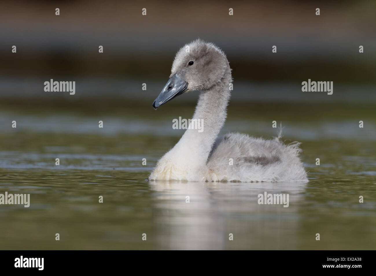 Mute swan, Cygnus olor, single cygnet on water,  Warwickshire, July 2015 Stock Photo