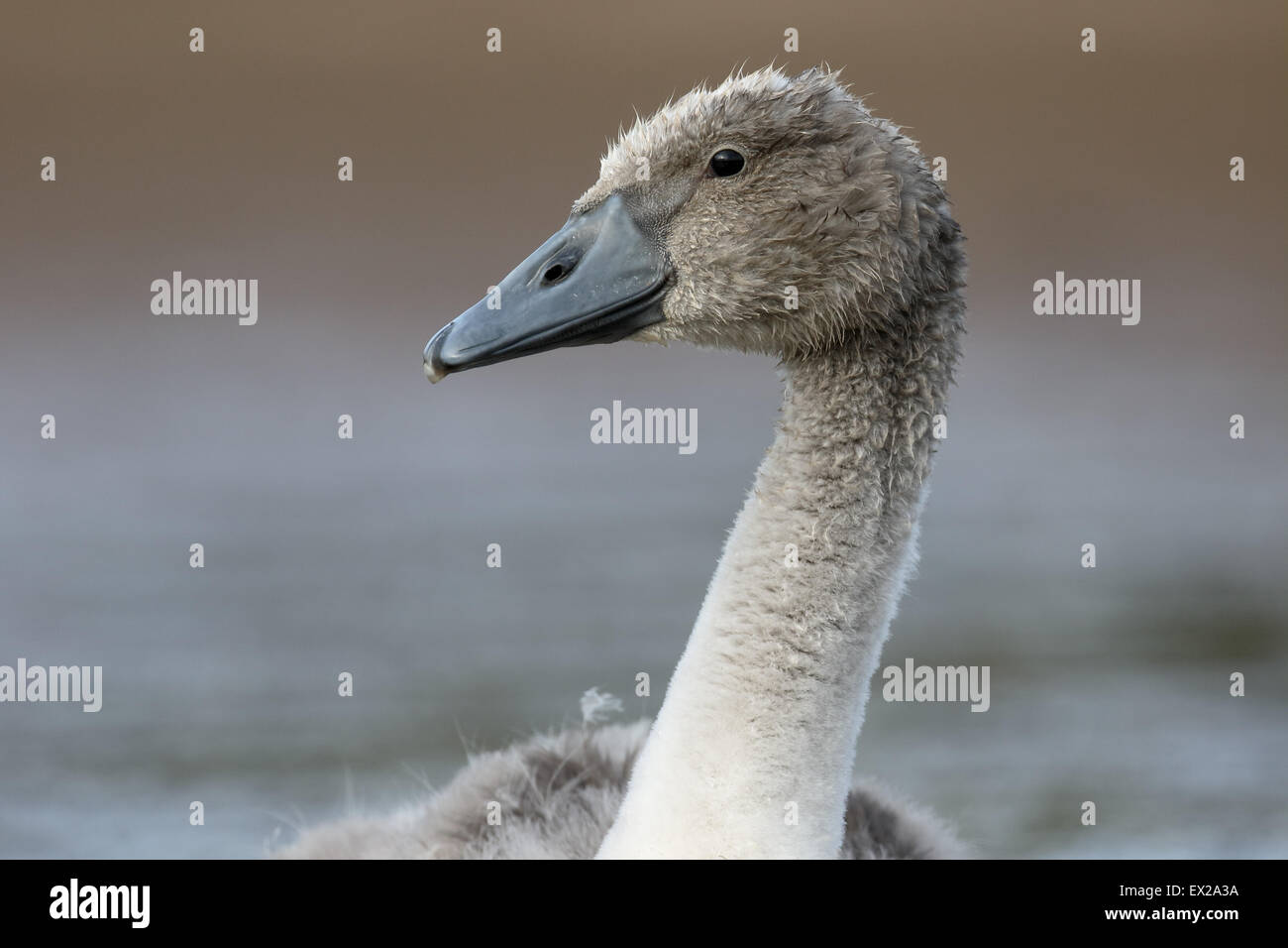 Mute swan, Cygnus olor, single cygnet head shot,  Warwickshire, July 2015 Stock Photo